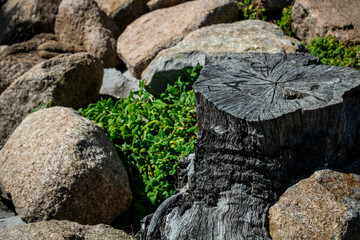 stump amongst rocks and ground cover