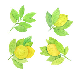 Fototapeta na wymiar Juicy lemon branch set, watercolor hand drawn illustration isolated on white background