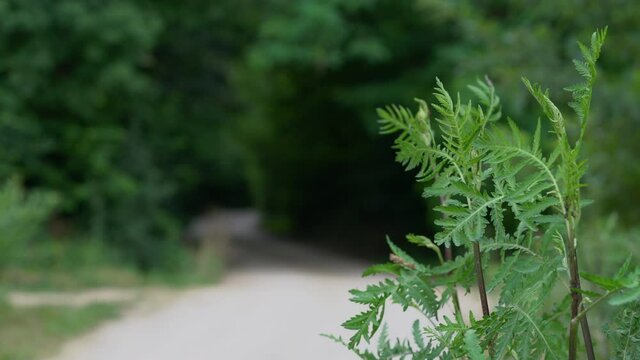 Tansy in slight breeze, growing, next to way (Tanacetum vulgare) - (4K)