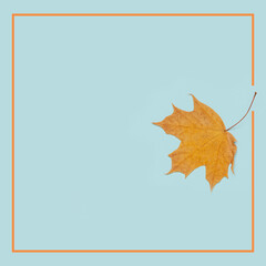Dry maple leaf and frame on blue background. Top View. Flat lay