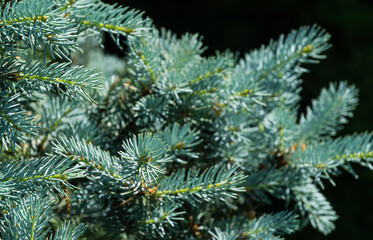 Silver blue spruce Picea pungens Hoopsii in ornamental garden. Close-up selective focus. Nature concept for any design, good for Christmas cards. Place for your text. spring