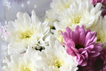 Fresh white and pink chrysanthemums close-up as floral background. Beautiful bouquet as gift. Selective focus. Flower sales