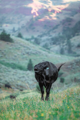 black angus cattle on a ranch in the Pryor mountains of Montana being rounded up by wranglers,...