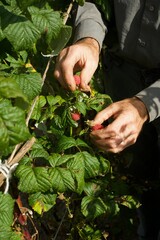 view on hands of a gardener picking some raspberries in a garden
