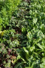 vegetable rows in a garden
