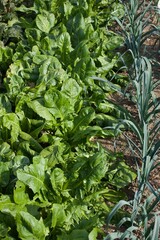 vegetable rows in a garden
