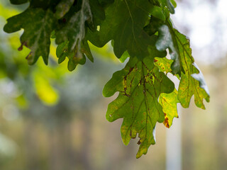 flowers, leaves and trees in the Vorontsov Park in Moscow