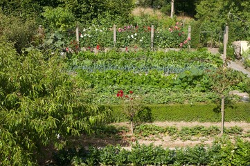 aerial view on a luxurious vegetable garden
