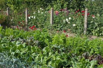luxurious vegetable garden with flowers in background
