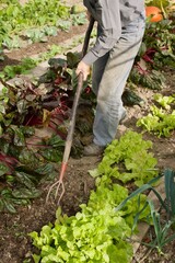 a gardener is digging soil in a vegetable garden
