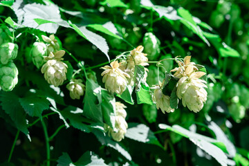 Fresh hop cones grow on a bush on a sunny day.