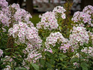 Fototapeta premium flowers in the Vorontsov Park in Moscow