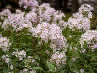 Fototapeta premium flowers in the Vorontsov Park in Moscow