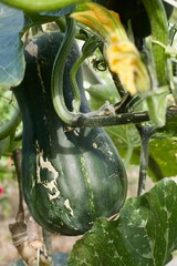 focus on a big zucchini in a vegetable garden
