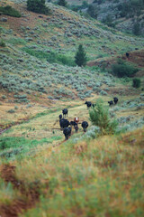 black angus cattle on a ranch in the Pryor mountains of Montana being rounded up by wranglers,...