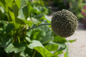 zoom on leek seeds  in a vegetable garden
