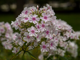 flowers in the Vorontsov Park in Moscow