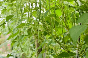 Fototapeta na wymiar green beans in a vegetable garden 