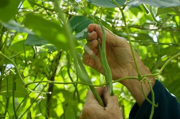 view on a male hands picking a green bean in vegetable garden

