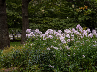 flowers, leaves and trees in the Vorontsov Park in Moscow