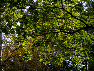 Fototapeta premium flora and fauna of the Vorontsov Park in Moscow