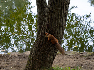a tame squirrel in the Vorontsov Park prepares food for the winter