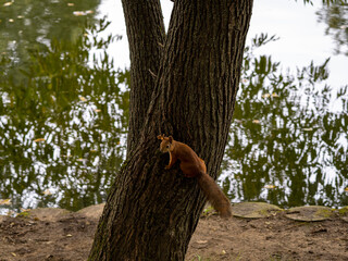 Fototapeta premium a tame squirrel in the Vorontsov Park prepares food for the winter