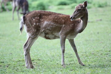 Hirschkuh