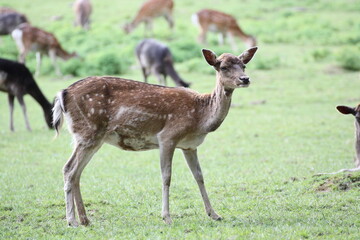 Hirschkuh