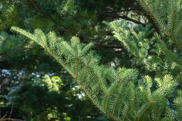Branch with beautiful green and silver flat needles on Abies koreana fir on blurred background of evergreens. Selective focus. Evergreen landscaped garden. Nature concept for design