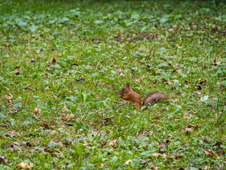 flora and fauna of the Vorontsov Park in Moscow