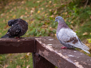 flora and fauna of the Vorontsov Park in Moscow
