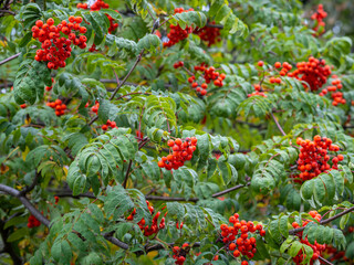 flowers, leaves and trees in the Vorontsov Park in Moscow