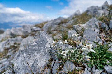 Edelweiss, flor de las nieves, en un paraje del Pirineo aragonés con un cielo azul y nuboso...