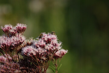 Biene auf einer rosa Pflanze