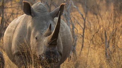 Fotobehang a white rhino cow with a huge horn © Jurgens