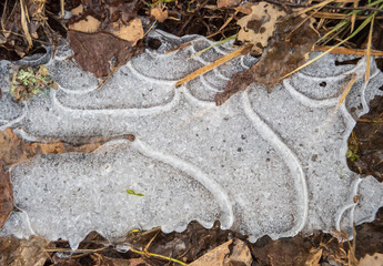 Close-up of ice formations on frozen puddle (cat-ice). old brown leaves and pieces of green moss frozen in the ice