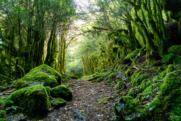 Sendero con rocas y musgo en un paraje de  los Pirineos
