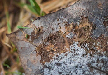 Closeup of old brown leaf lying on the grass and covered with fresh snow
