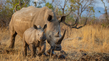 White rhino cow and calf in golden light