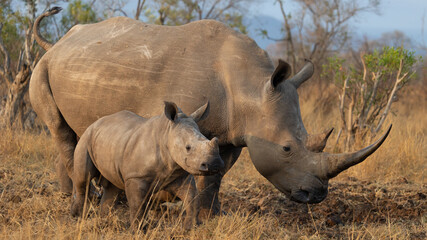 White rhino cow and calf in golden light © Jurgens