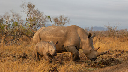 Fototapeta premium White rhino cow and calf in golden light