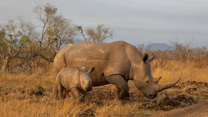 Fotobehang White rhino cow and calf in golden light © Jurgens