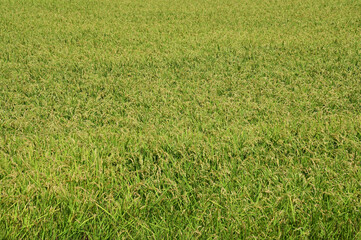 北海道の稲作地で豊作そして収穫前