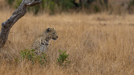 leopardess blending into her surroundings