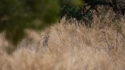 leopardess on the move in the wild