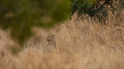 leopardess on the move in the wild
