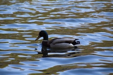 Obraz premium duck on the water