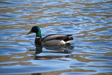 Obraz premium duck on the water