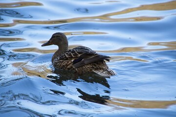 duck on the water